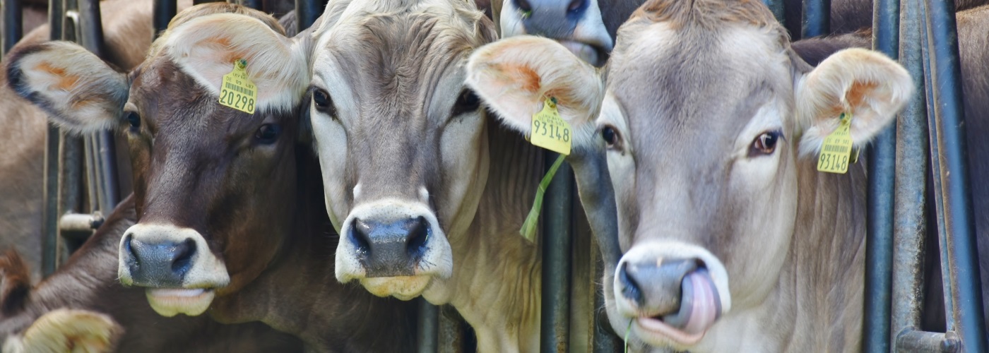 Tiergesundheitsdienste Baden-Württemberg - Fellbach