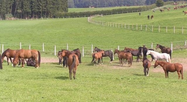 Equine infektiöse Anämie (EIA) im Main-Tauber-Kreis festgestellt