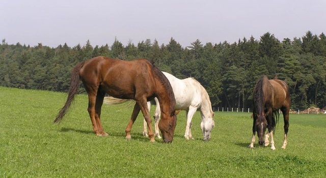Tierschutz und pferdegerechte Haltung