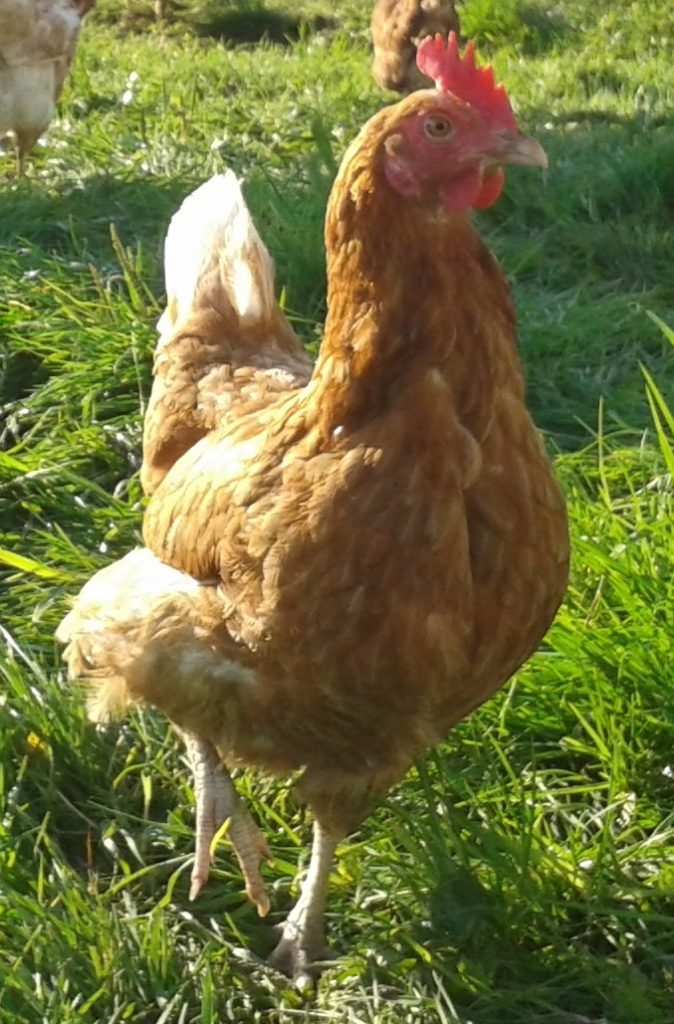 06.11.2025 Aulendorf TGD Baden Würtenberg -Fortbildung für die Geflügeltierärzte im Bereich der Kokzidiose und Gumboro beim Geflügel-