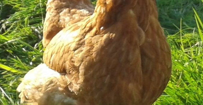 06.11.2025 Aulendorf TGD Baden Würtenberg -Fortbildung für die Geflügeltierärzte im Bereich der Kokzidiose und Gumboro beim Geflügel-