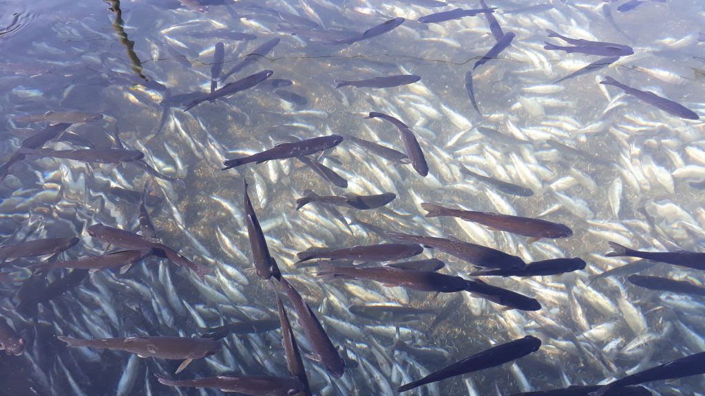 Fischseuche IHN bedroht Fischbestände in Baden-Württemberg
