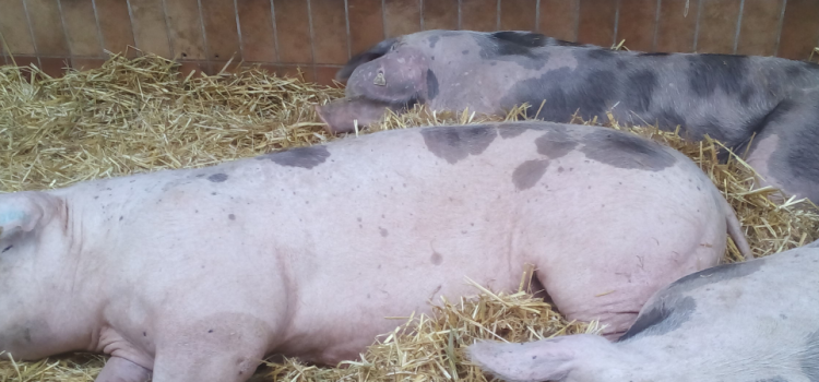 Biosicherheitsberatung in der Schweinehaltung