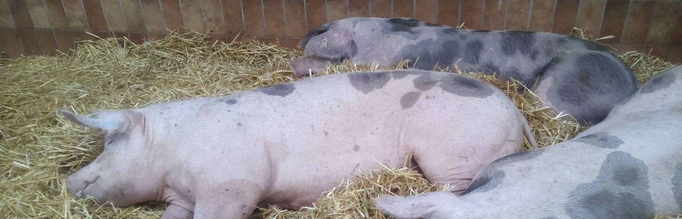 Biosicherheitsberatung in der Schweinehaltung