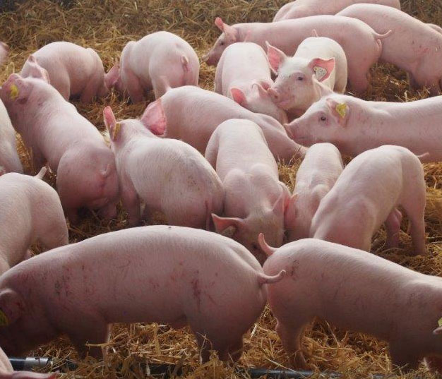 Schweinegesundheitsdienst: Auffrischungskurs zum Fortschreiben Sachkunde Ferkelbetäubung