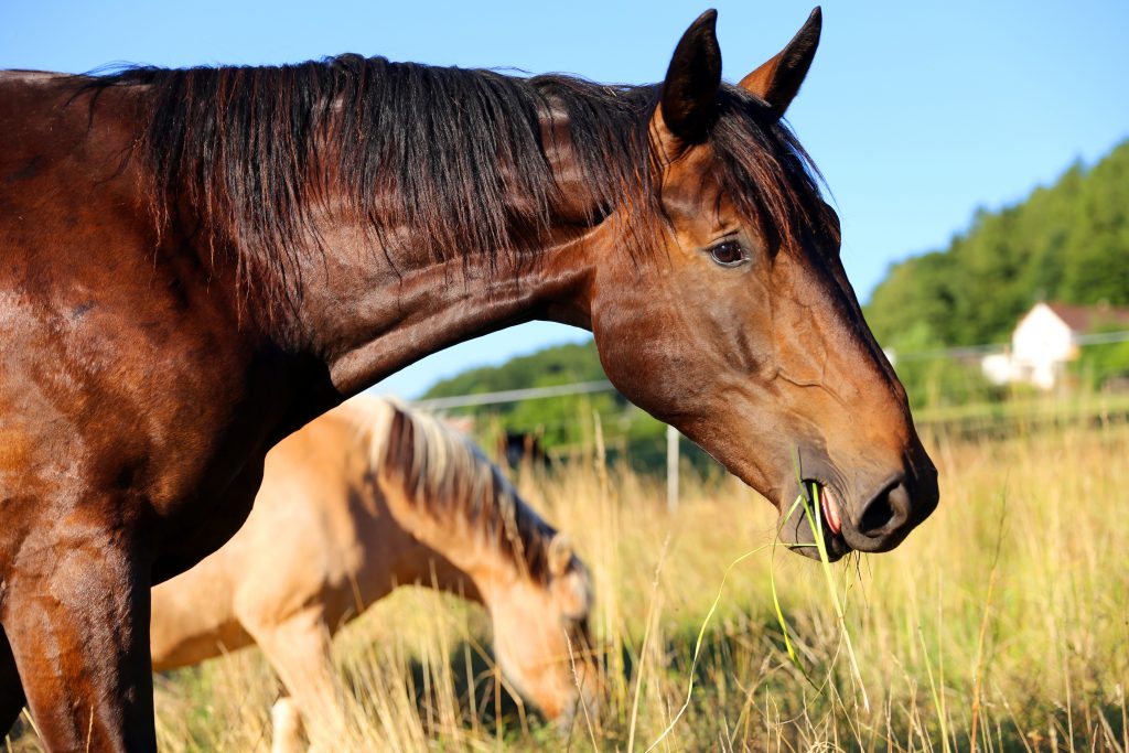 Zuschuss zur Impfung gegen EHV-1 bei Pferden