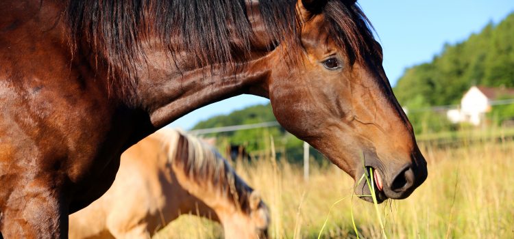 Zuschuss zur Impfung gegen EHV-1 bei Pferden