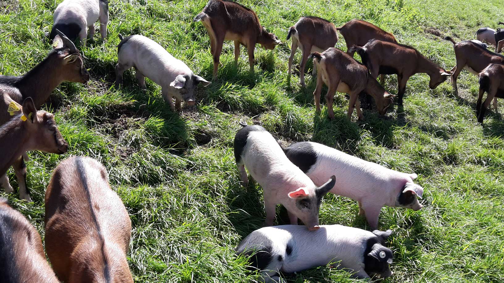 Neue Regeln für das Meldewesen bei Schweinen, Schafen und Ziegen in der HI-Tierdatenbank