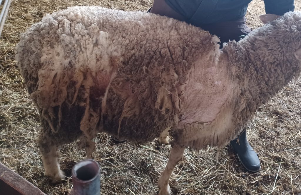 Die Schafräude ist zurück in Baden Württemberg: Ein Handlungsleitfaden für Schafhalter