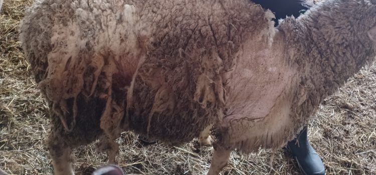 Die Schafräude ist zurück in Baden Württemberg: Ein Handlungsleitfaden für Schafhalter