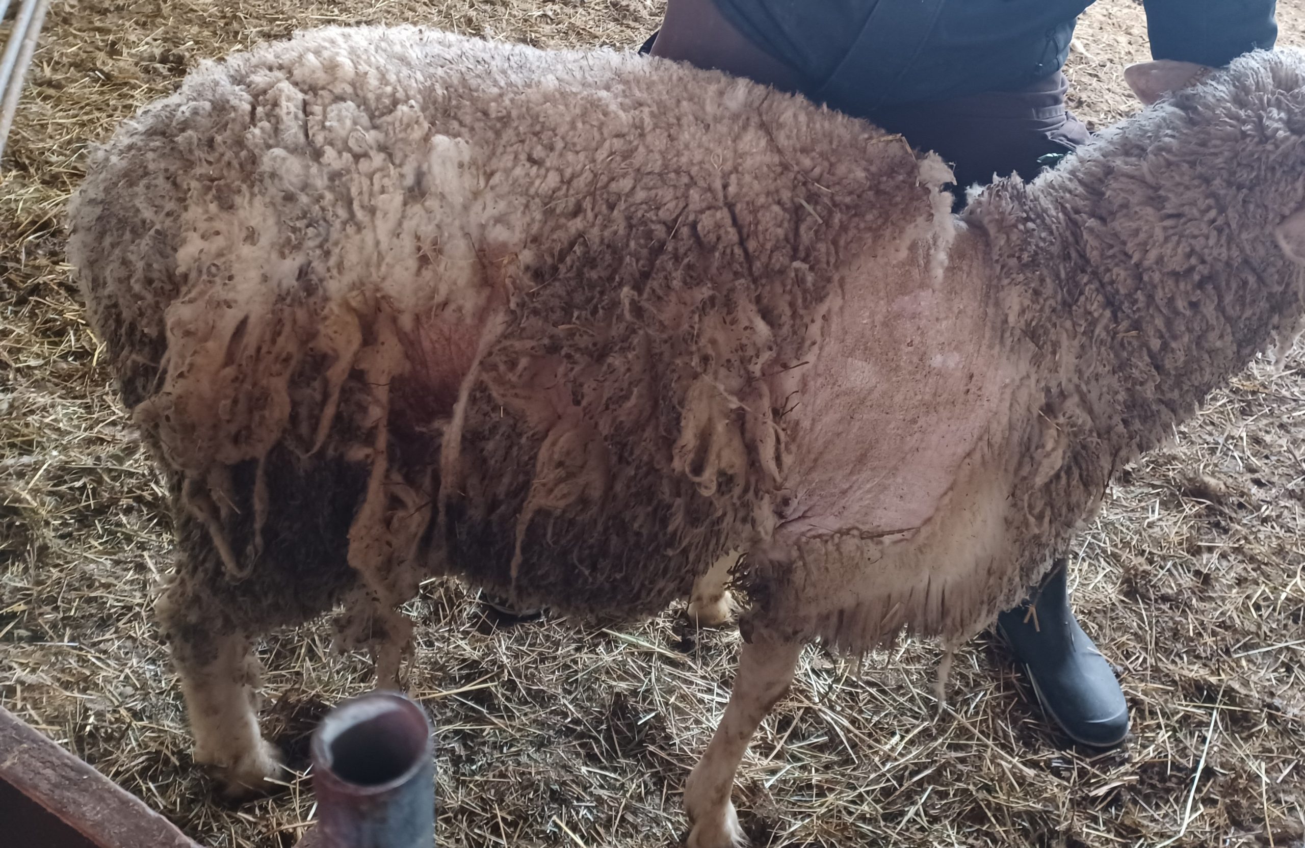 Die Schafräude ist zurück in Baden Württemberg: Ein Handlungsleitfaden für Schafhalter