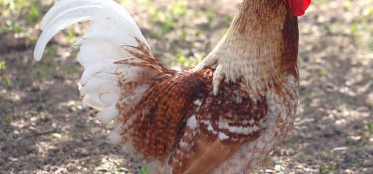 Stellenausschreibung – eine Tierärztin / einen Tierarzt (m/w/d) für unseren Geflügelgesundheitsdienst in Freiburg