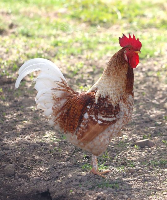 Stellenausschreibung – eine Tierärztin / einen Tierarzt (m/w/d) für unseren Geflügelgesundheitsdienst in Freiburg