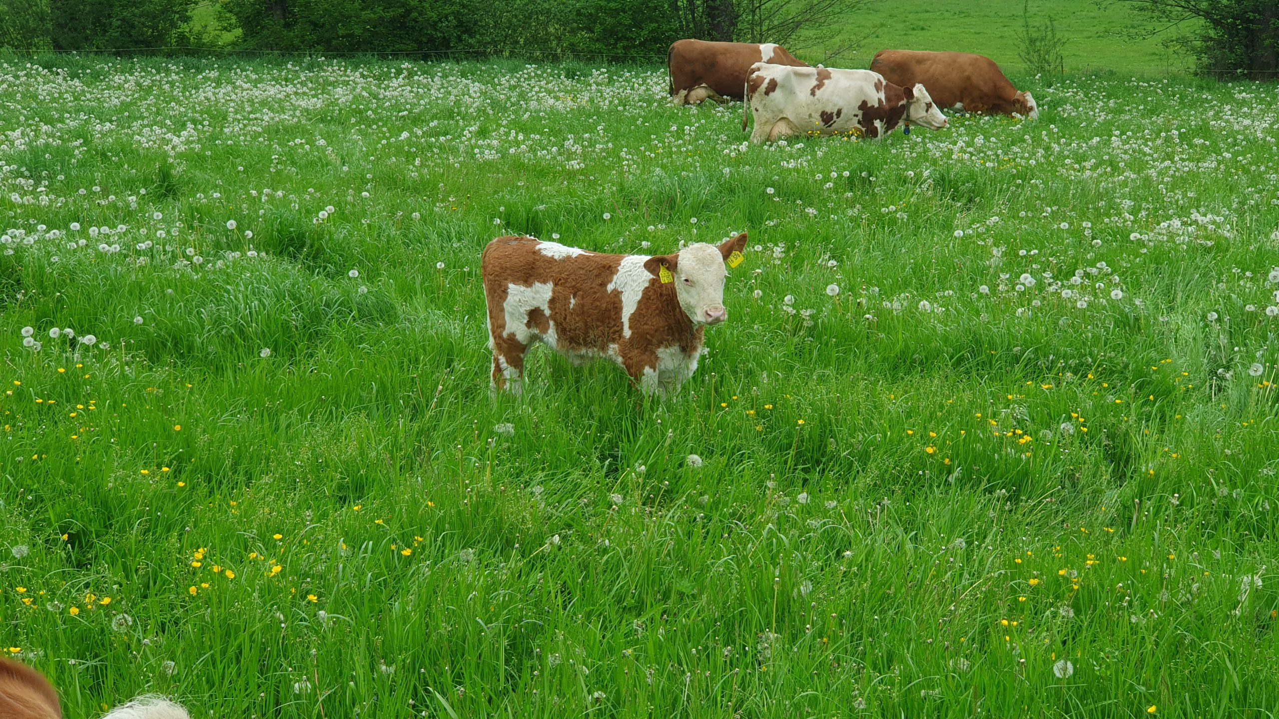 Zuschuss zur Impfung gegen die Blauzungenkrankheit in 2026