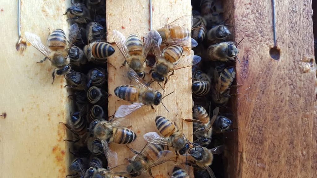 Info über den Meldestichtag der Bienen