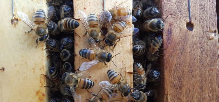 Info zur Stichtagsmeldung Bienenvölker Info zur Stichtagsmeldung Bienenvölker