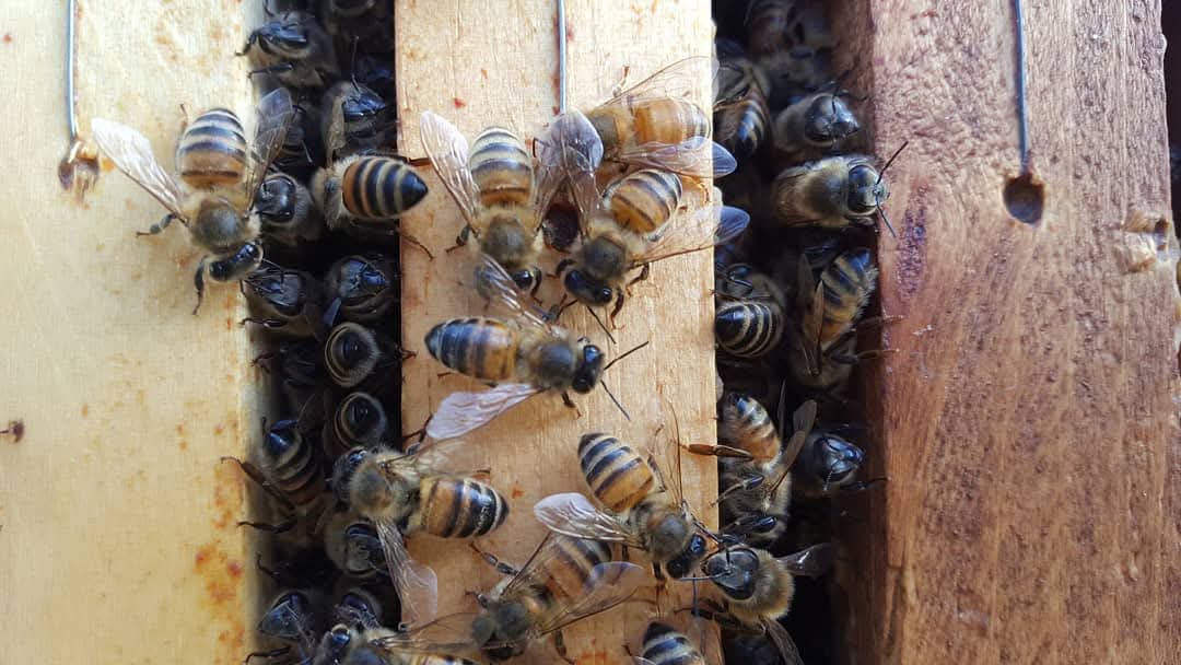 Info über den Meldestichtag der Bienen