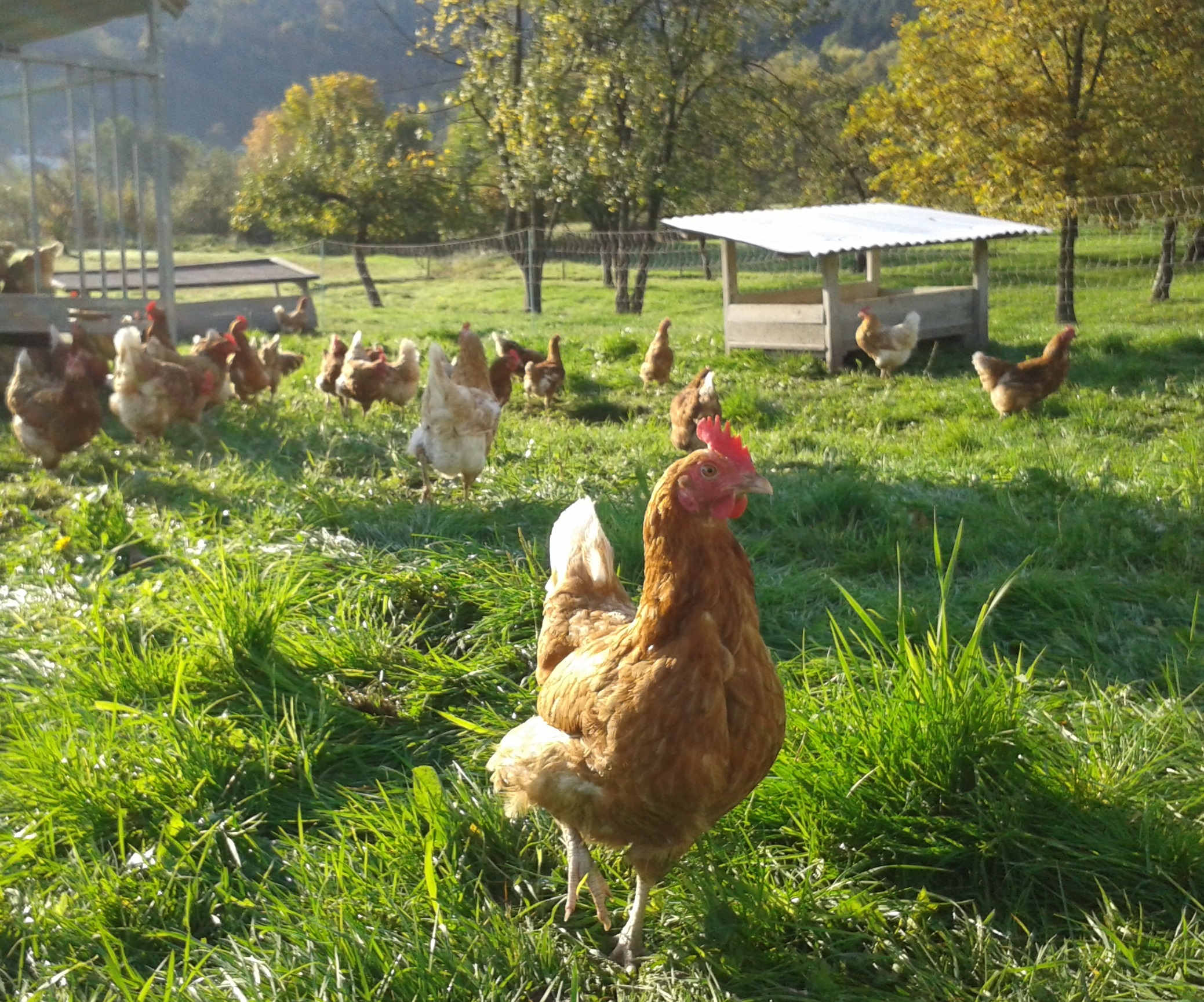 Newcastle Disease (ND) in Deutschland nachgewiesen