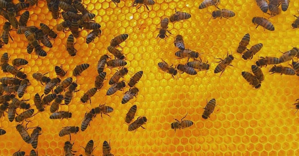 öffentliche Bekanntmachung zum Meldestichtag BIENEN  01.05.2026
