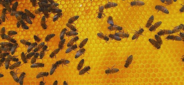 öffentliche Bekanntmachung zum Meldestichtag BIENEN  01.05.2026