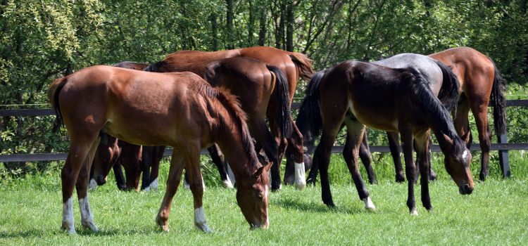 Nachweis von Shamonda Virus beim Pferd Nachweis von Shamonda Virus beim Pferd