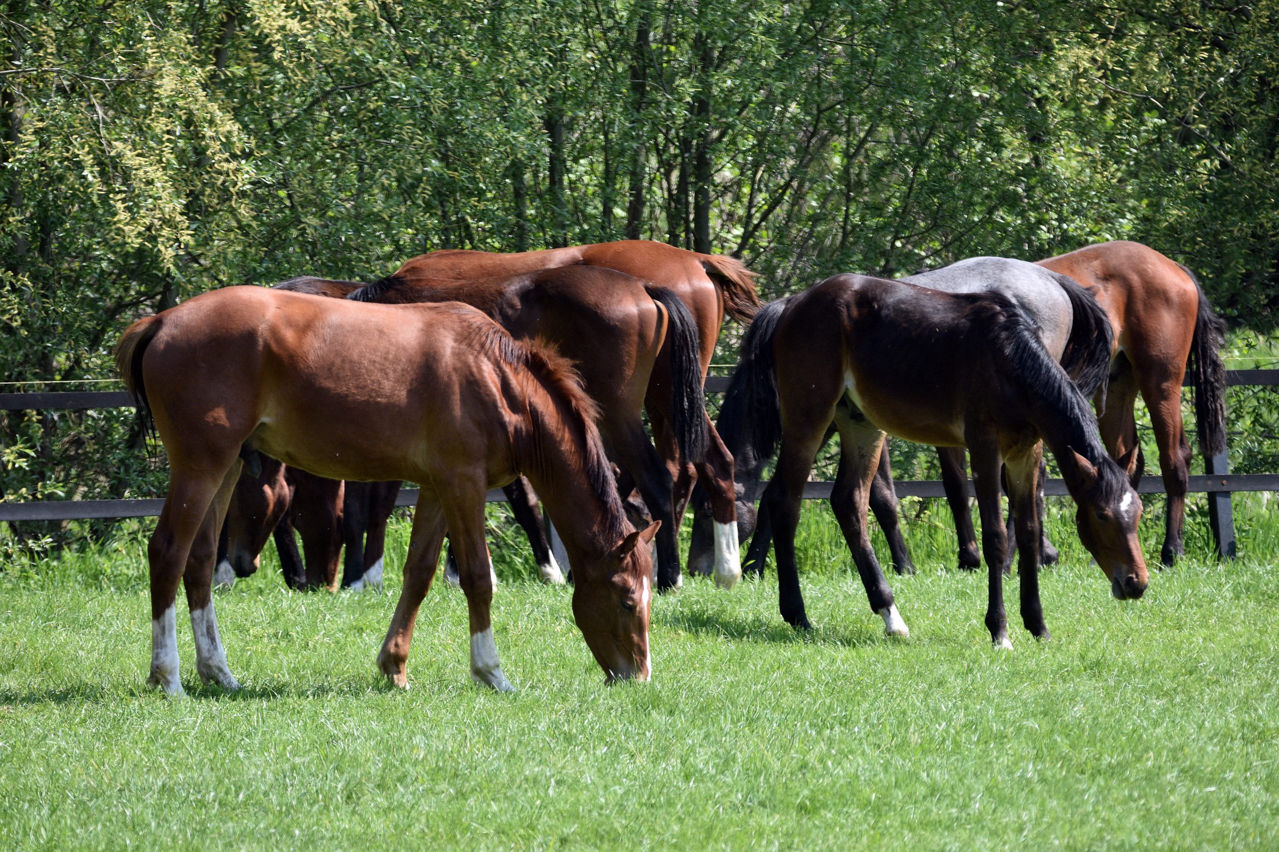 Nachweis von Shamonda Virus beim Pferd